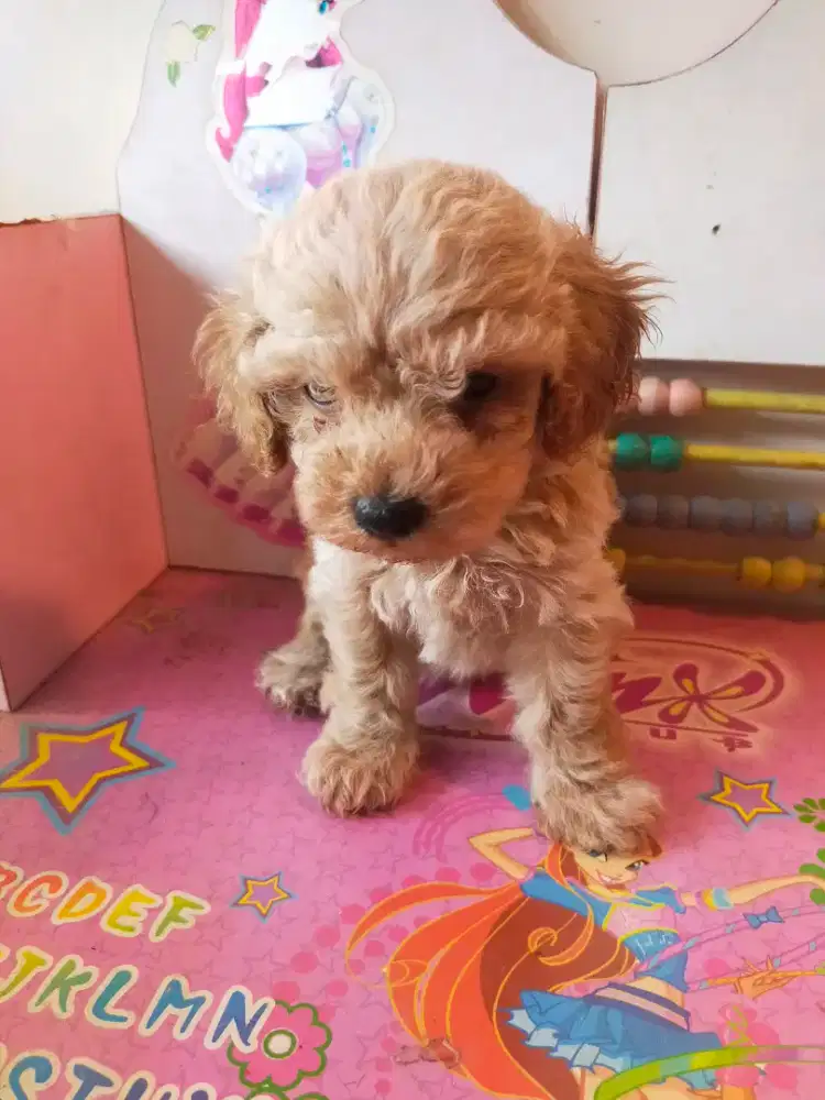 READY BETINA TOY POODLE DOB 2 Agustus