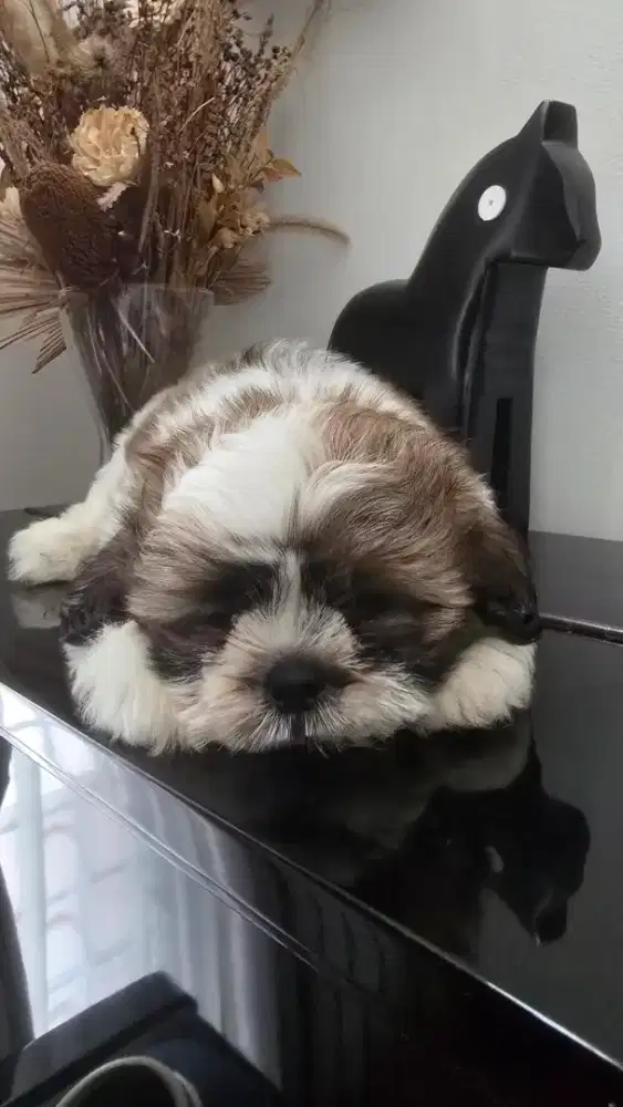 Shitzhu puppies