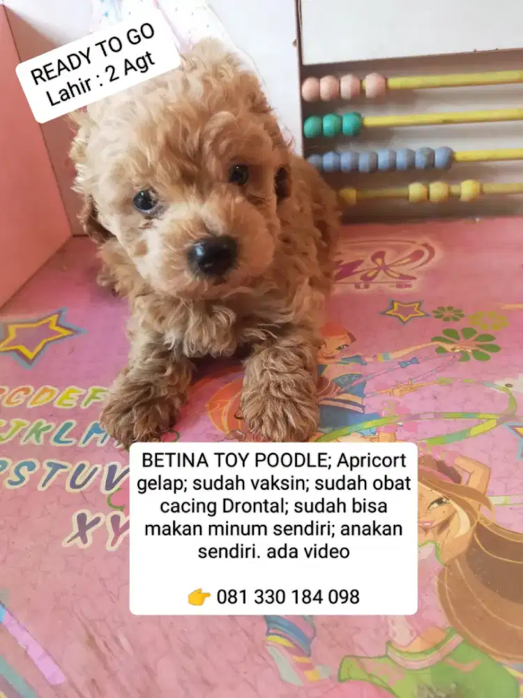 READY .. BETINA TOY POODLE DOB 2 Agustus