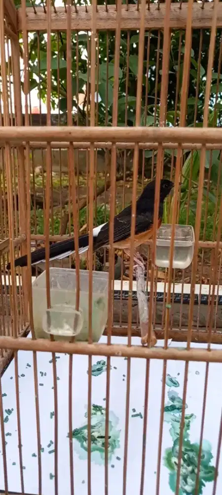 Murai betina siapan trah lapangan