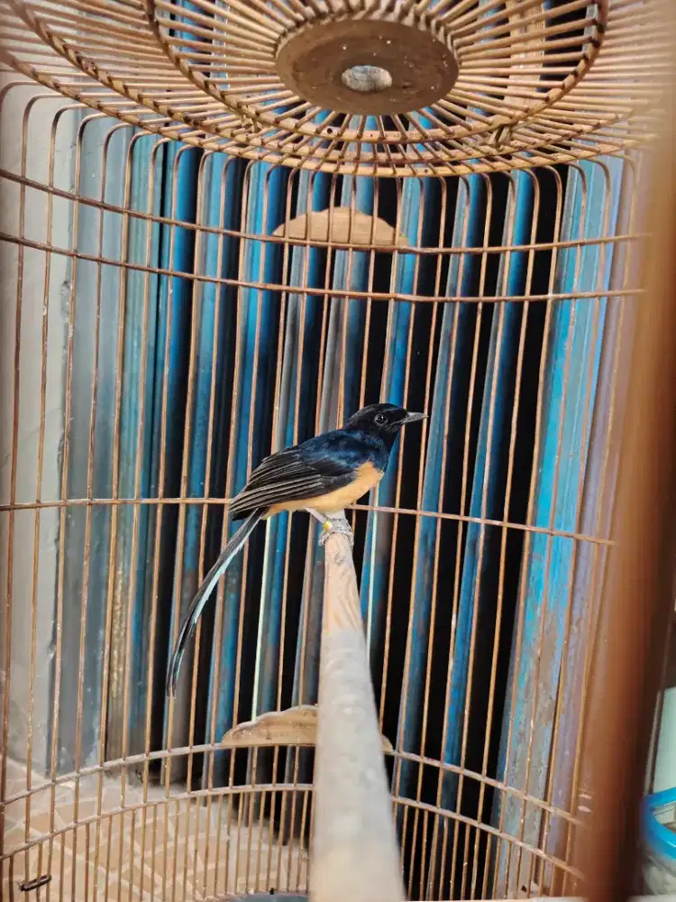 Burung murai Medan pastol