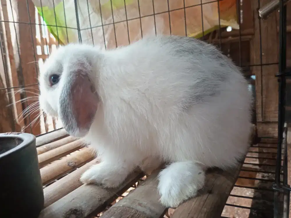Anak Kelinci Holland Lop