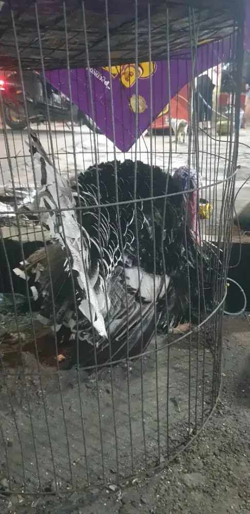 ayam kalkun dewasa