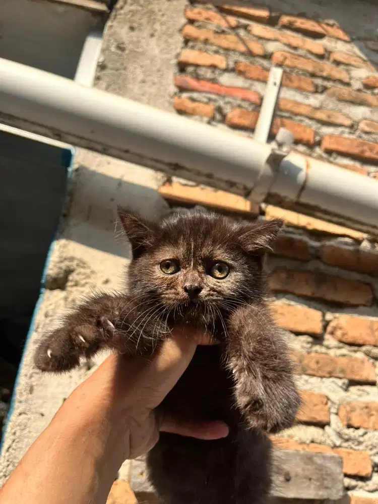 BSH British Short Hair mix persia