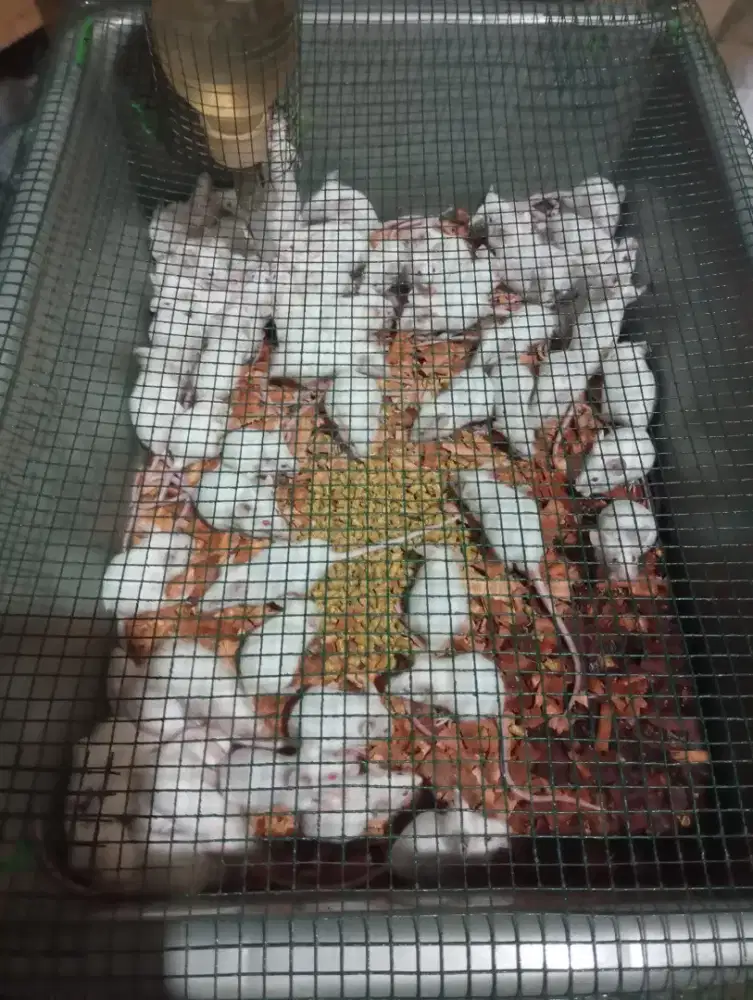 Tikus putih mencit