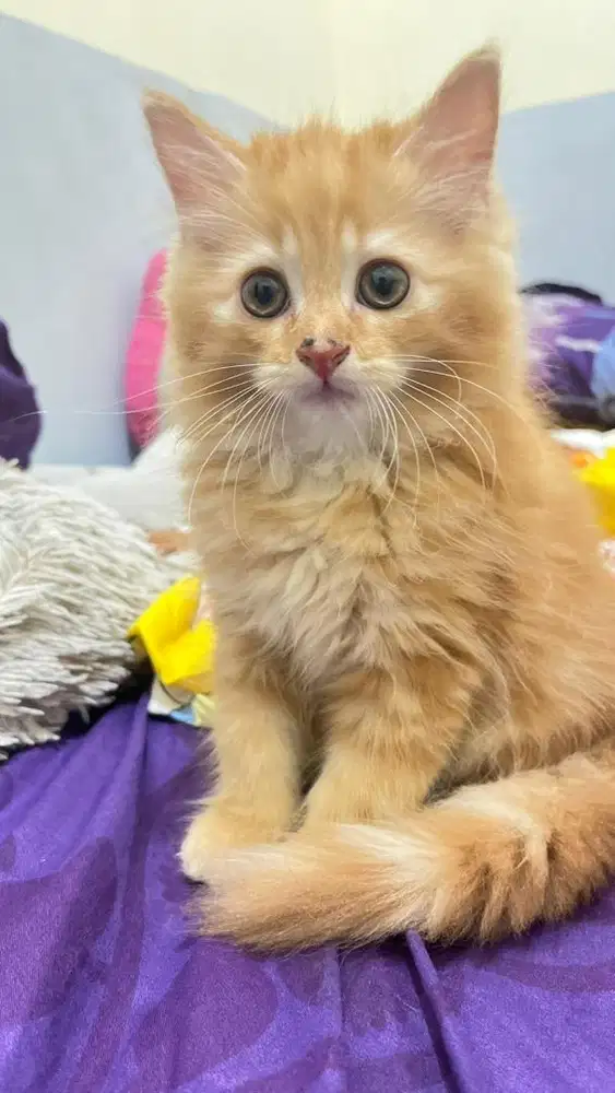 Kitten Persia Jantan