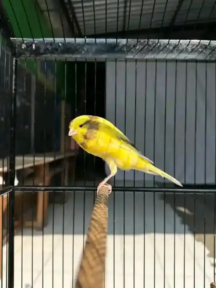 Kenari AF gacoran nego