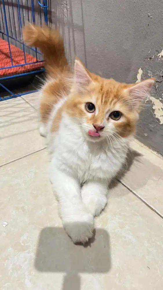 Kitten Persia Jantan