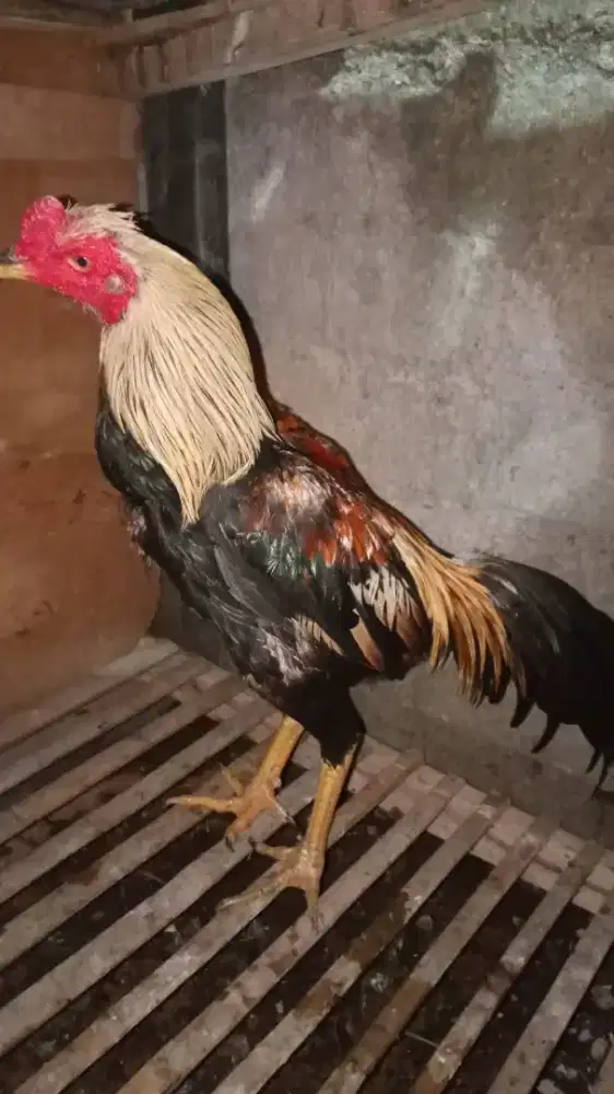 Ayam Mangon pakhoy