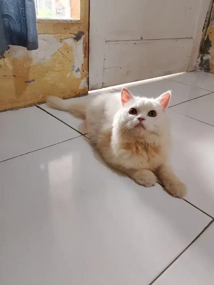 Kucing kitten/anak kucing Persia jantan 5 bulan