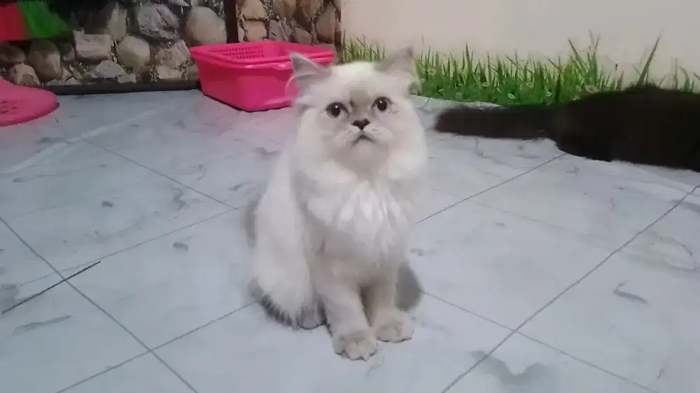Kucing Persia lucu bonuss kandang