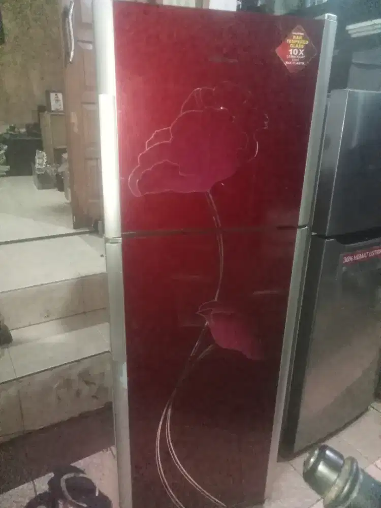 Politron belesa yg tingginya normal