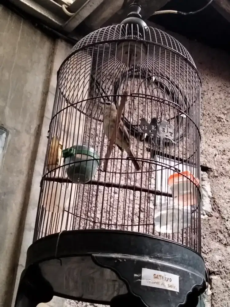 Burung Trucuk asli madura gacor