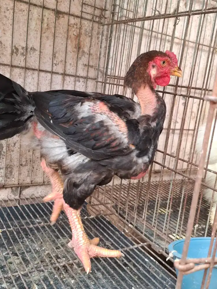 Ayam dangtao/ kaki naga jantan