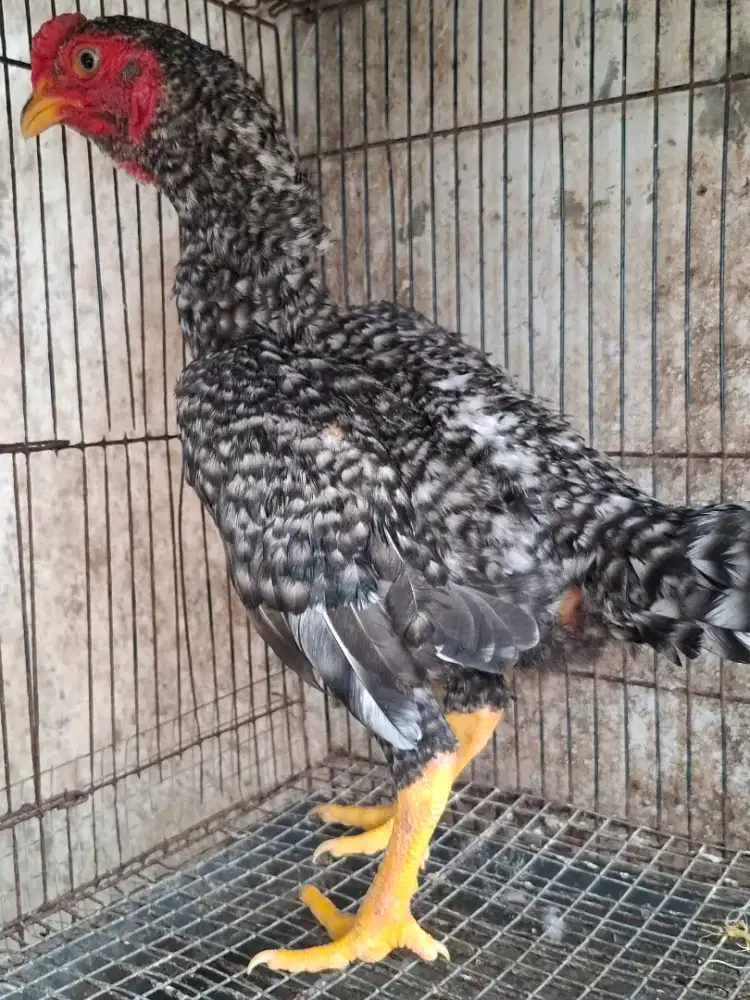Ayam koshami jantan
