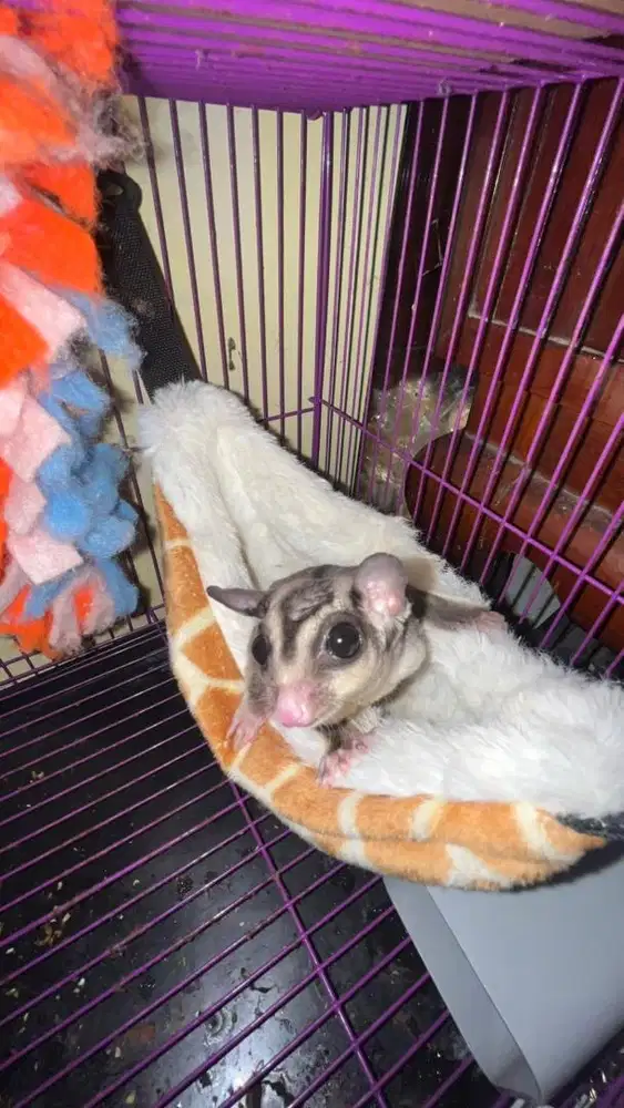 Jual sugar glider + kandang