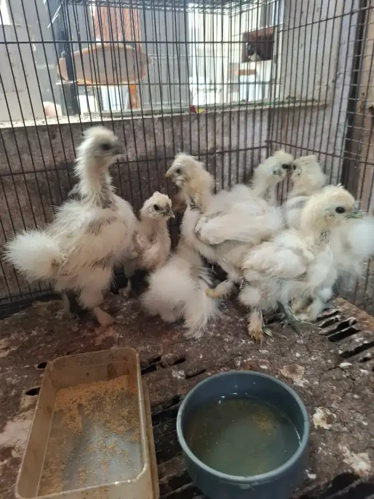 Ayam amercan silky anakan