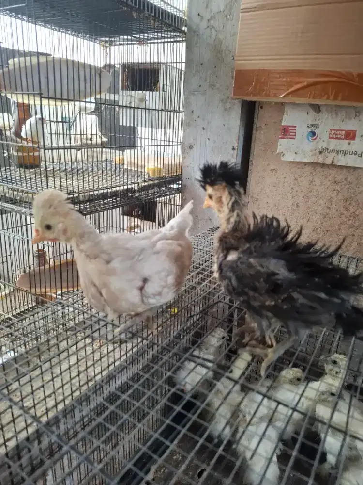 Ayam polandia anakan 2ekor