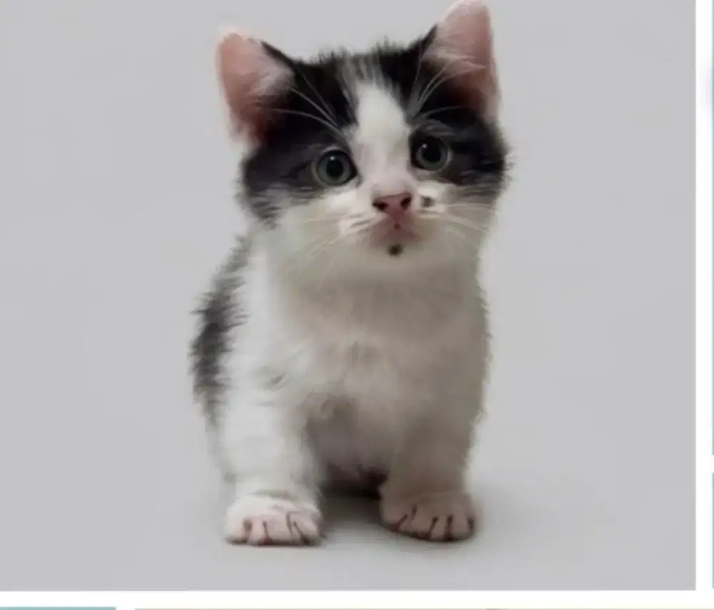 Sepasang Munchkin BSH