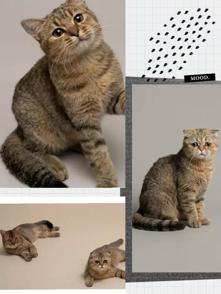 Scottish Fold Golden Female dan BSH Golden Jantan