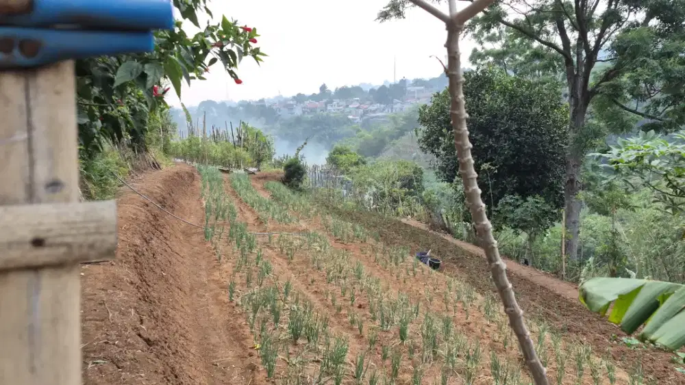 DIBUTUHKAN TUKANG KEBUN / GARDENER (PART-TIME)