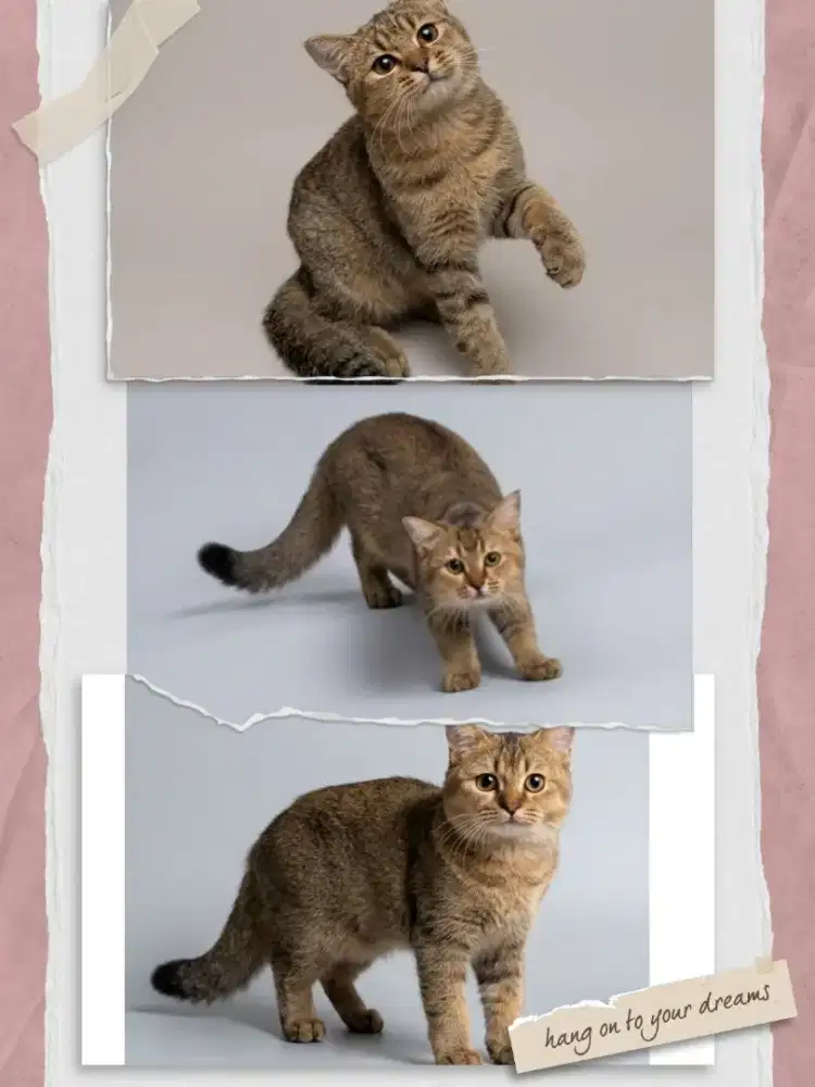 BSH Golden Black Jantan