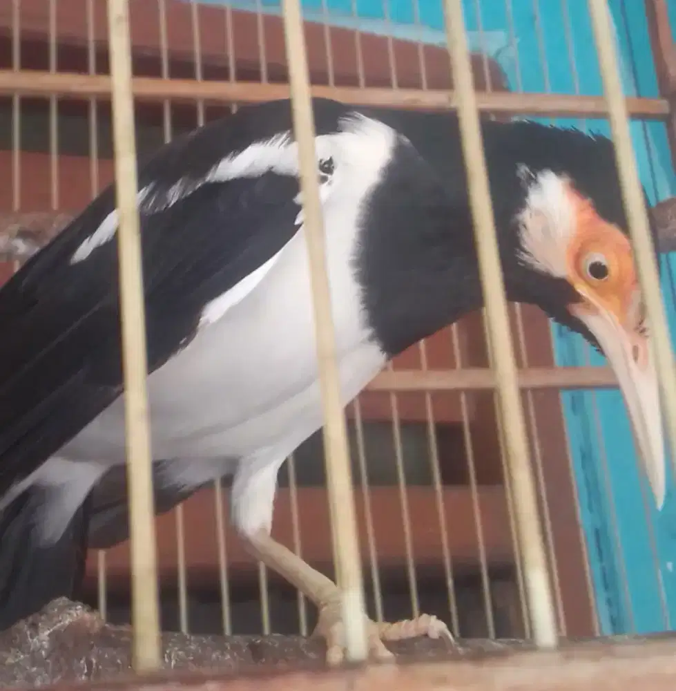 JALAK SUREN GACOR BOCOR 800 FULSET MAAF HARGA NET AJA