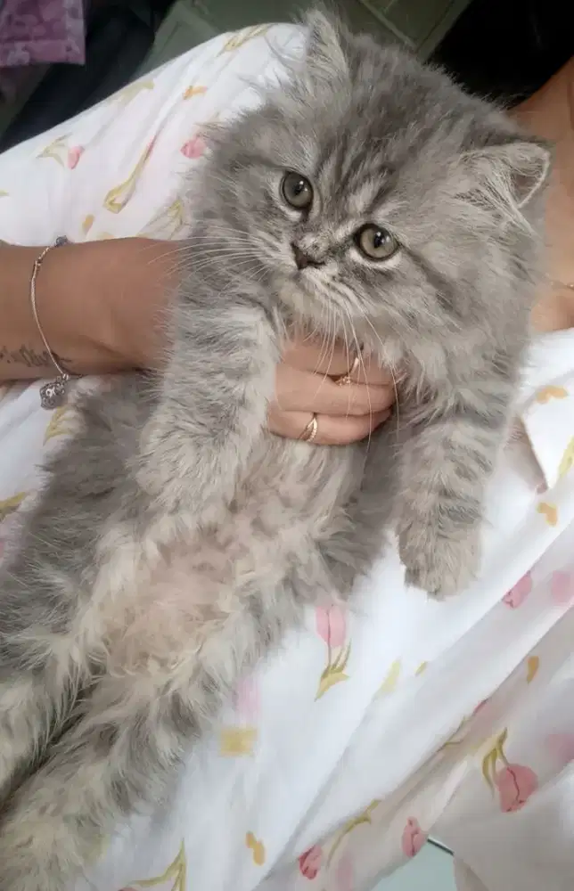 Kucing Jantan dan betina