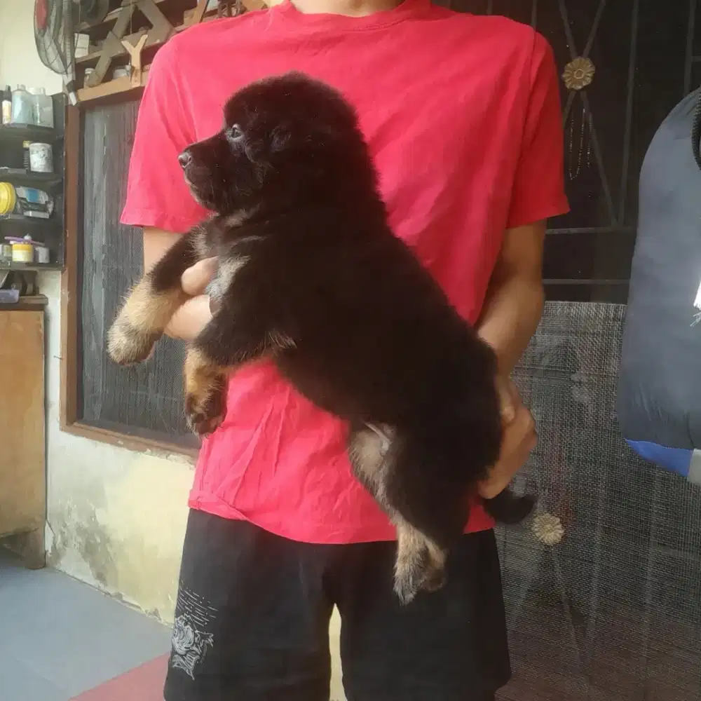 Anak anjing blasteran ras besar