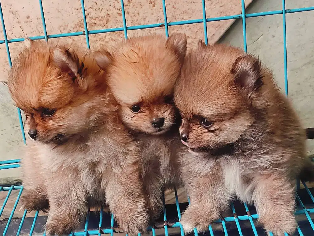 Minipom Pomeranian Stambom