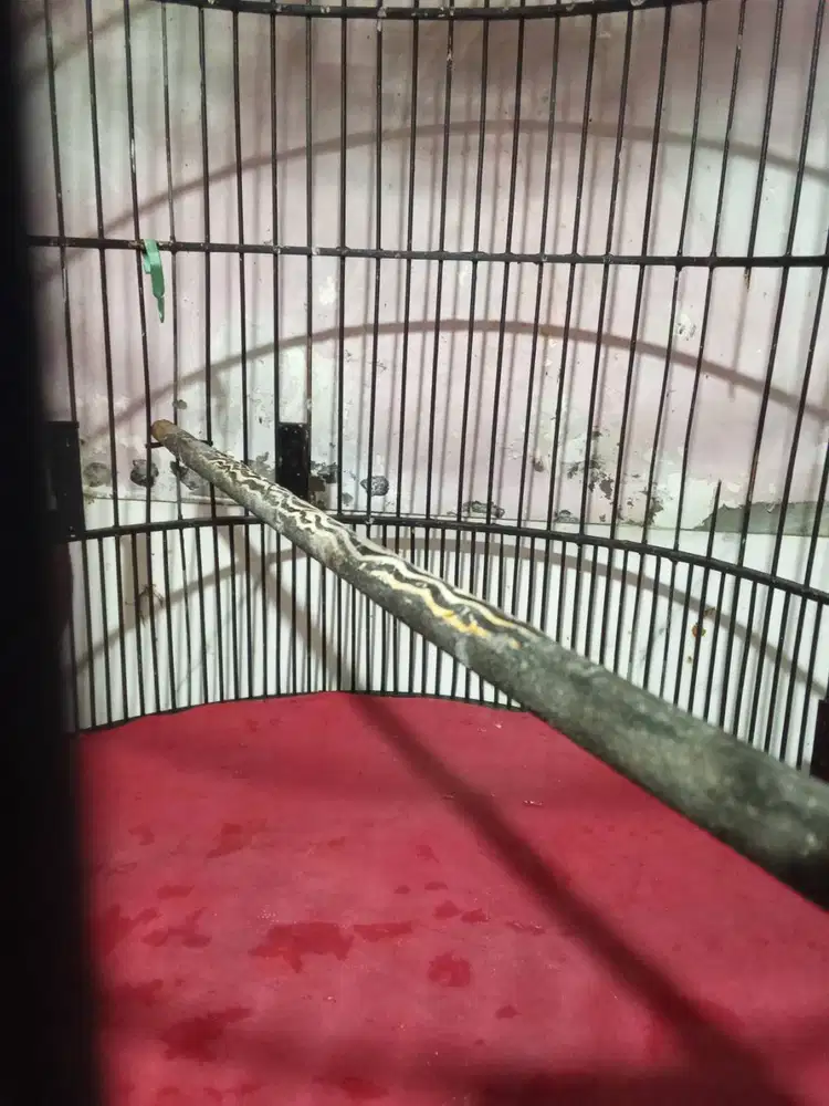 Sangkar burung murai uk 56