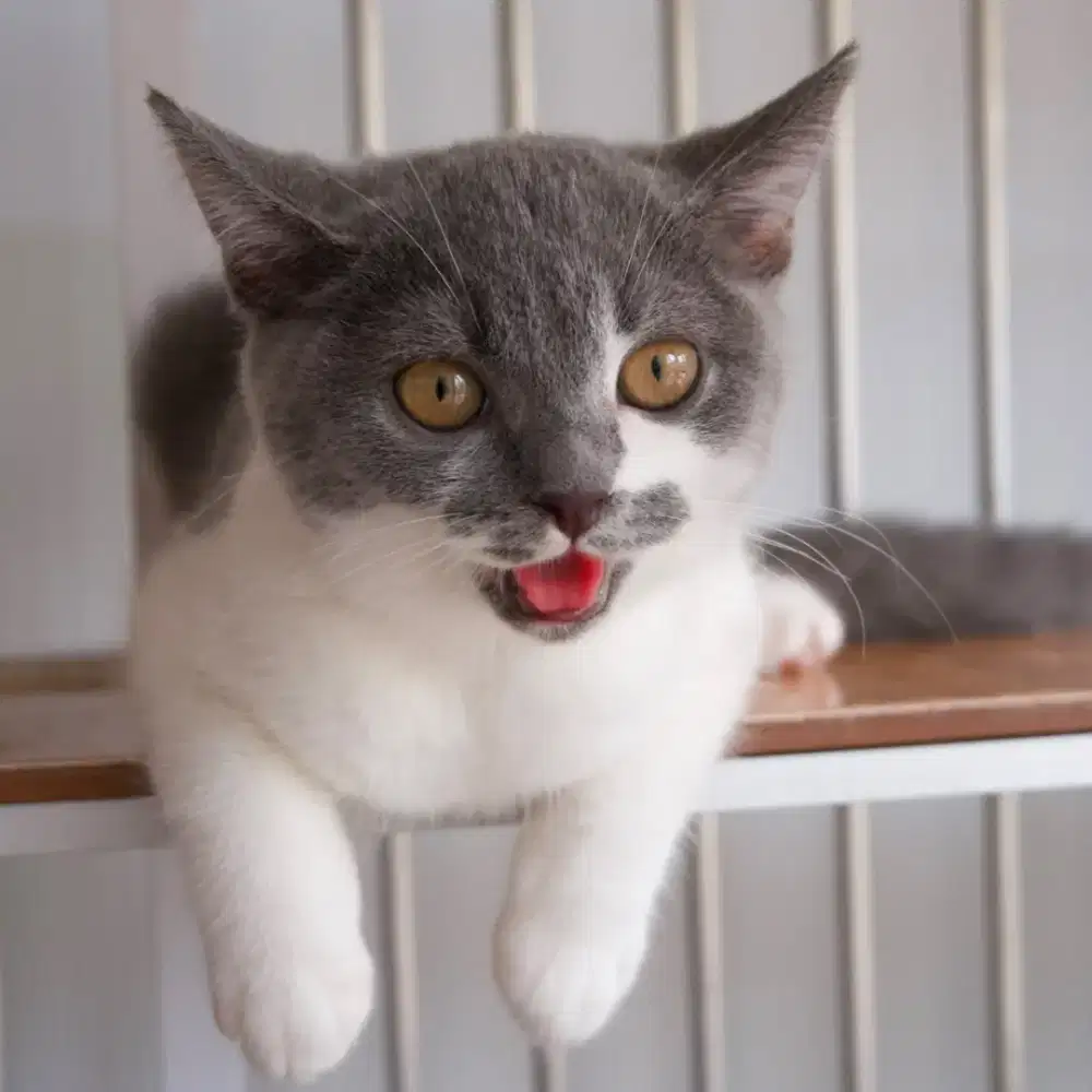 Adopt kucing bsh Scottish adopsi kucing bsh Scottish