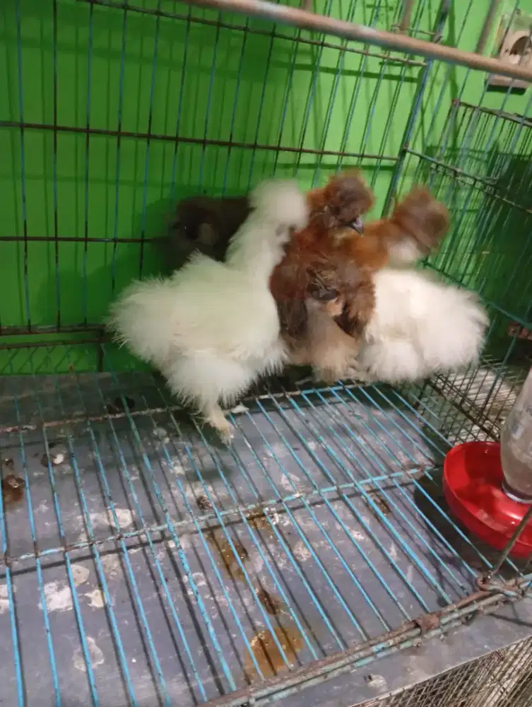 Ayam sylky 2pasang