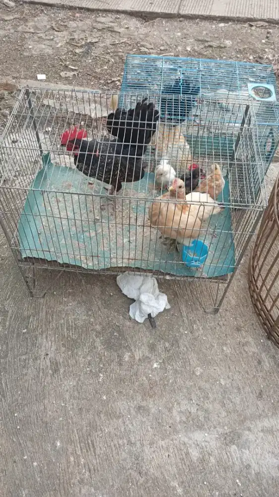 Ayam srama sepasang