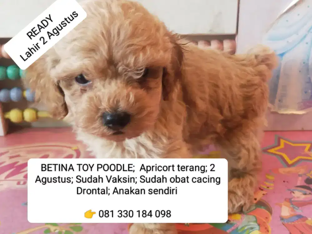 READY BETINA TOY POODLE DOB 2 Agustus
