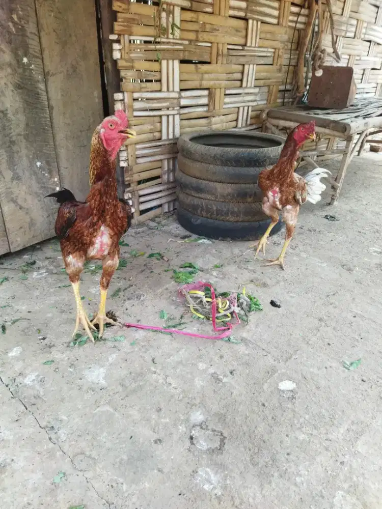 Ayam Bangkok pama bulbi