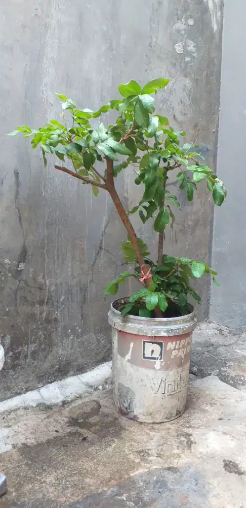 Pohon kelengkeng puangray