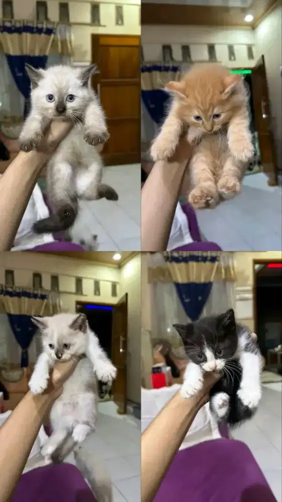Kitten perisa hitam putih usia 2 bulan