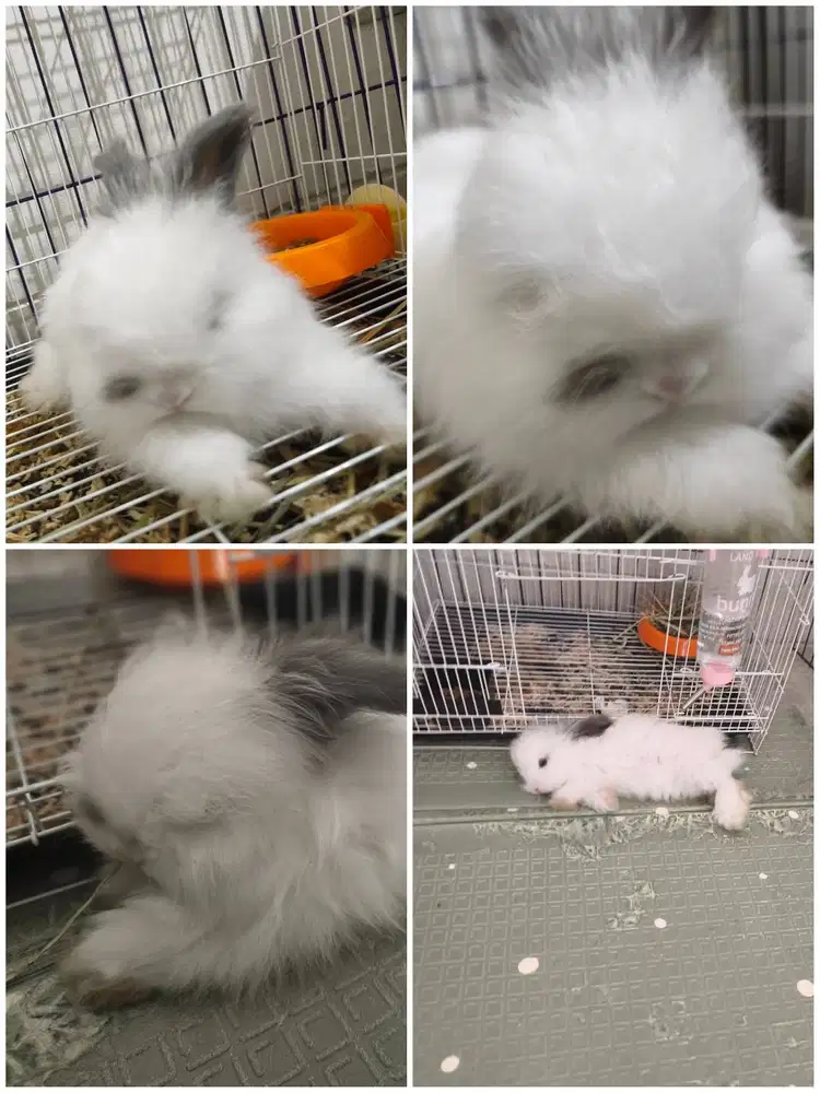Kelinci english angora jantan