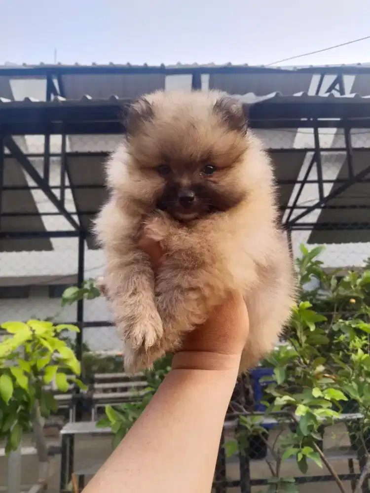 Anak anjing supermini