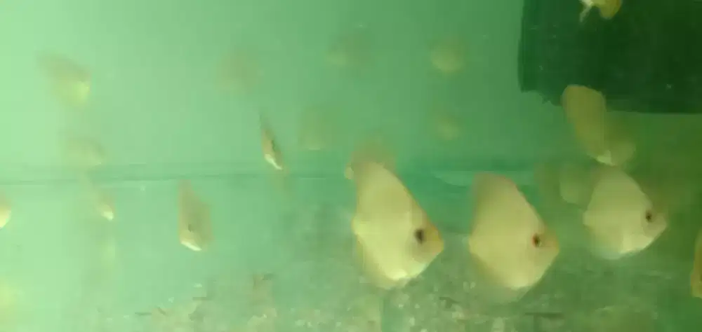 Anakan ikan discus