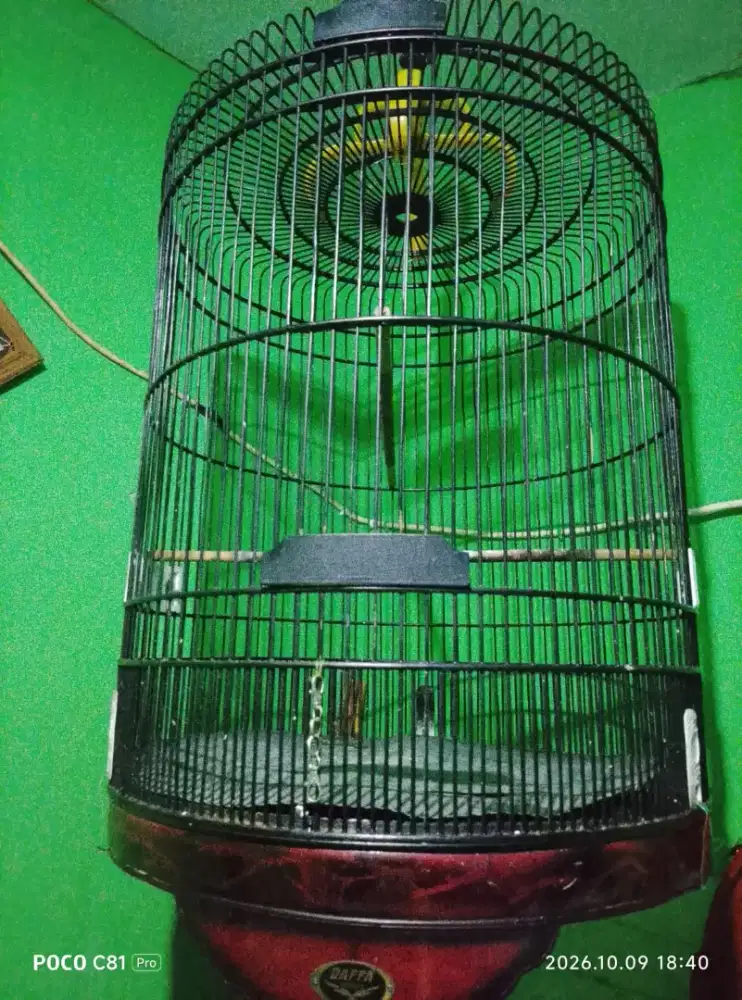 Kandang murai batu no 2