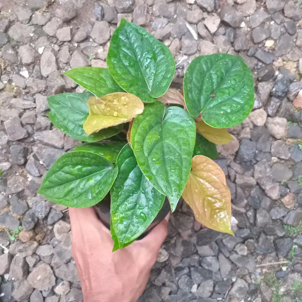 Tanaman Anthurium Sirih (Rimbun)