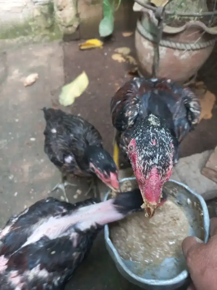 Ayam Bangkok super 3 ekor ( 2 jago ,1 betina )