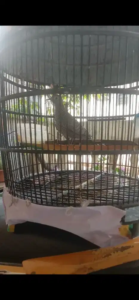 burung perkutut kalung tepung katuranggan