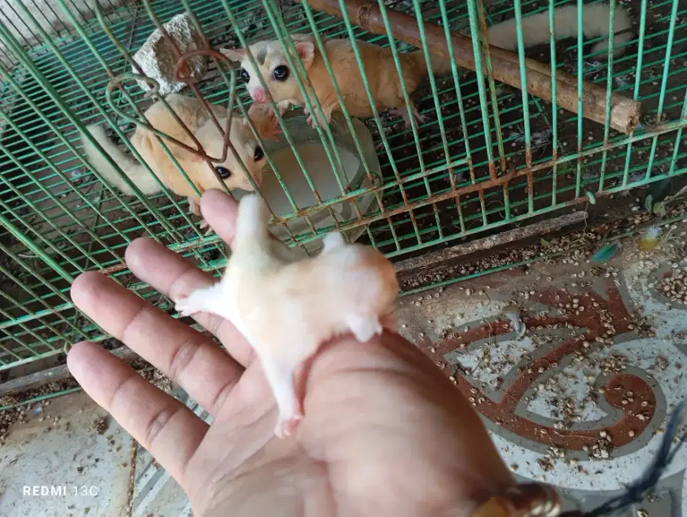 Joey sugar glider