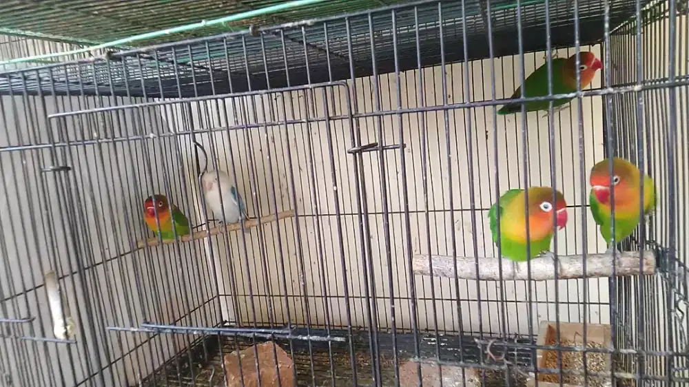 Dijual borongan 5 ekor lovebird calon indukan
