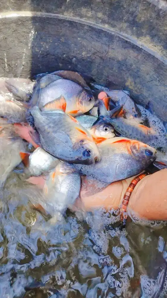 Ikan bawal konsumsi