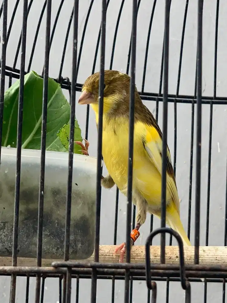Burung kenari body big