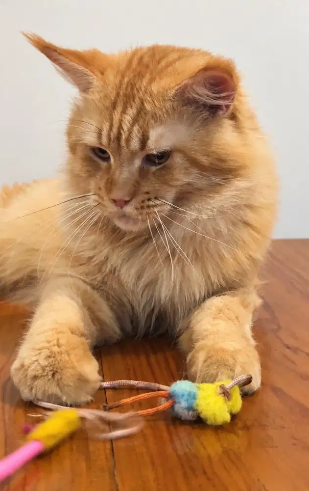 Kucing mainecoon Big bone Pure